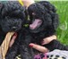Фото в Домашние животные Выставки собак Продаются щенки очень редкой и красивой породы в Коврове 30 000