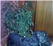 Фотография в Домашние животные Вязка собак Русский охотничий спаниель девочка 2 года в Чите 0