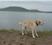 Фотография в Домашние животные Вязка собак Лабрадор ритривер ищет подружку, 4 года, в Красноярске 0