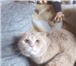 Фото в Домашние животные Вязка Молодой котик, породы Шотландский скоттишь- в Екатеринбурге 900