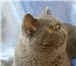 Фотография в Домашние животные Вязка Экзотический клубный кот (плюшевый перс), в Москве 3 000