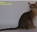 Питомник ABYSING предлагает к продаже АБИССИНСКИХ котят от титулованных родителей различных окрас 69026  фото в Салехарде