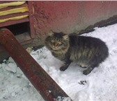 Фотография в Домашние животные Отдам даром Полосатый серый пушистый кот добряк Сибиряк.
Примерный в Кемерово 0