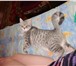 Фотография в Домашние животные Вязка Годовалая Британская девочка ищет Шотландского в Дмитрове 1 500