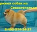 Фото в Домашние животные Услуги для животных стрижка собак и кошек в салоне красоты для в Москве 2 000
