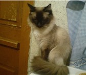 Продам котят Тайско – сиамской породы, Котята получились в связи вязки их мамы Сиамской породы и от 69625  фото в Томске
