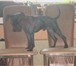 Foto в Домашние животные Услуги для животных Мастер с 20-летним опытом работы подстрижет в Балашихе 0