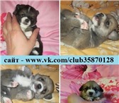 Чихуахуа продам недорого 1732007 Чихуахуа фото в Ярославле