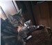 Продам породистого котёнка 4415446 Соукок фото в Томске