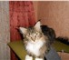 Котята породы Мейн-кун 1769938 Мейн-кун фото в Волгограде