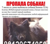 Изображение в Домашние животные Потерянные В районе улицы ленина 32А потерялся черный в Москве 111