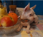 Купить щенка чихуахуа,   Белый,  мини,  3 мес,  ,  РКФ 4022176 Чихуахуа фото в Москве