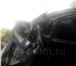 Foto в Авторынок Аварийные авто Срочно продам битый Хендай Элантра после в Краснодаре 170