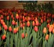 Изображение в Домашние животные Растения Принимаются заявки на тюльпаны к 8 Марта!Цветки в Перми 30