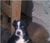 Щенки САО кобели 3741776 Среднеазиатская овчарка фото в Екатеринбурге