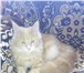Котята породы Мейн-кун 2216252 Мейн-кун фото в Перми