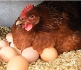Фотография в Прочее,  разное Разное Продам куриное яйцо, излишки домашнего хозяйства. в Калуге 75