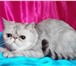 Питомник экзотов предлагает котят 3794527 Экзотическая короткошерстная фото в Омске