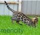 Питомник Greencity предлагает котят поро