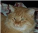 Изображение в Домашние животные Отдам даром Вальяжный шикарный рыжий кот Ларри ищет своего в Саратове 5