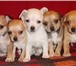 Продаются щенки чихуахуа гладкошестные разного окраса(рыжего, бело-палевого, черно-подпалого, рыж 68342  фото в Москве