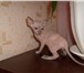 Продаются котята Петербургского сфинкса Различные окрасы мальчики и девочки , различные вариации 68934  фото в Воткинске