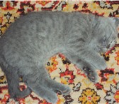 Продаются Британские котята 1306708 Британская короткошерстная фото в Энгельсе