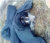 Foto в Help! Находки Найдена собака в Костромском районе в посёлке в Костроме 0