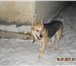 Фото в Домашние животные Отдам даром Умный ласковый ЕгорВаш поддержит разговор.Он в Новосибирске 0