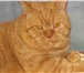 Фотография в Домашние животные Потерянные кот британской породы потерялся 6.08.2013 в Москве 0
