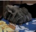 Foto в Домашние животные Грызуны Продаются детеныши пируанской морской свинки в Хабаровске 0
