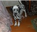 Продается щенок Далматина, Девочка 3 мес, Приучена к дом, пище, Жизнерадост ноеи игривое существо с ка 68459  фото в Екатеринбурге