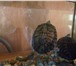 Foto в Домашние животные Другие животные Продам красноухих черепах (самка и самец), в Ульяновске 600