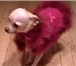 Фотография в Домашние животные Одежда для собак Одежда для собак в интернет ателье-магазине в Владимире 1 500