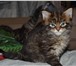 Котята Мей-Кун 650385 Мейн-кун фото в Череповецке