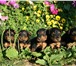 Продам щенков ВЕЛЬШТЕРЬЕРА щенки р, 7 августа 2010 г, - открыто бронирование 4 кобеля и 2 суки, 64957  фото в Челябинске