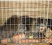 Foto в Домашние животные Грызуны Продам нутрий, есть как взрослые - 2500, в Балашихе 2 500
