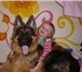 Foto в Домашние животные Вязка собак Кабель, молодой 3.5 лет.чепрачный окрас, в Москве 0