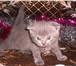 Котята кошечки и котики 1735248 Скоттиш фолд фото в Барнауле