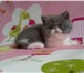 Экзотические котята от титулованных родителей» Предлагаем к 68950  фото в Санкт-Петербурге