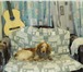 Foto в Домашние животные Вязка собак Кобель русского охотничьего спаниеля ищет в Чите 0