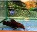 Изображение в Домашние животные Рыбки Аквариумы в наличии и на заказ,оборудование,рыбки,растения в Орле 0