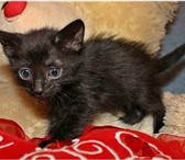 Фото в Домашние животные Отдам даром Отдам котенка-девочку в очень добрые и заботливые в Балашихе 1