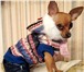 Фото в Домашние животные Товары для животных Выгодное предложение от Mini dog style в в Томске 650