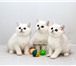 Чистокровных британских котят 2423433 Британская короткошерстная фото в Калининграде