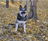 Изображение в Домашние животные Вязка собак Кобель возроста 5 лет, чистокровная восточноевропейская в Москве 6 000