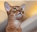 Изображение в Домашние животные Вязка Опытный абиссинский кот американского типа. в Москве 5 000