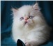 Персидские котята разных окрасов 4029879 Персидская фото в Москве