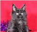 Продаем чистокровных котят мейн-кун 401690 Мейн-кун фото в Москве