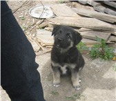 Изображение в Домашние животные Отдам даром щенок в хорошие руки:) в Улан-Удэ 0